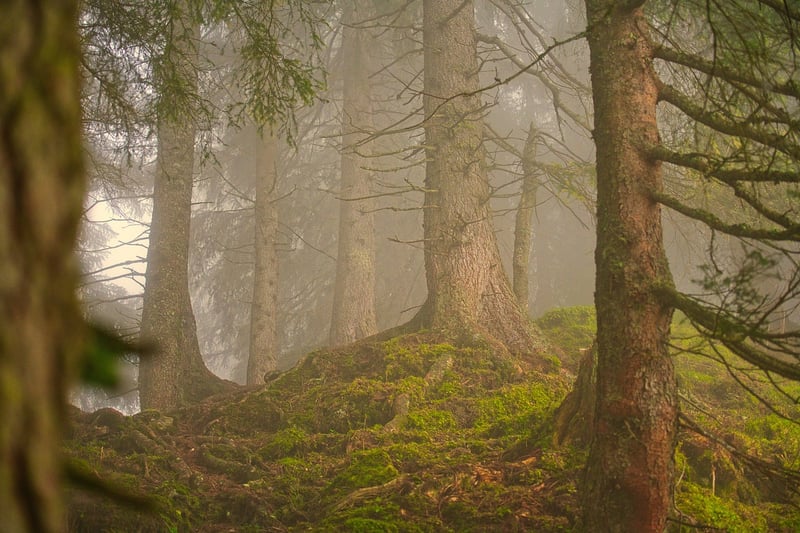 Forest Layers