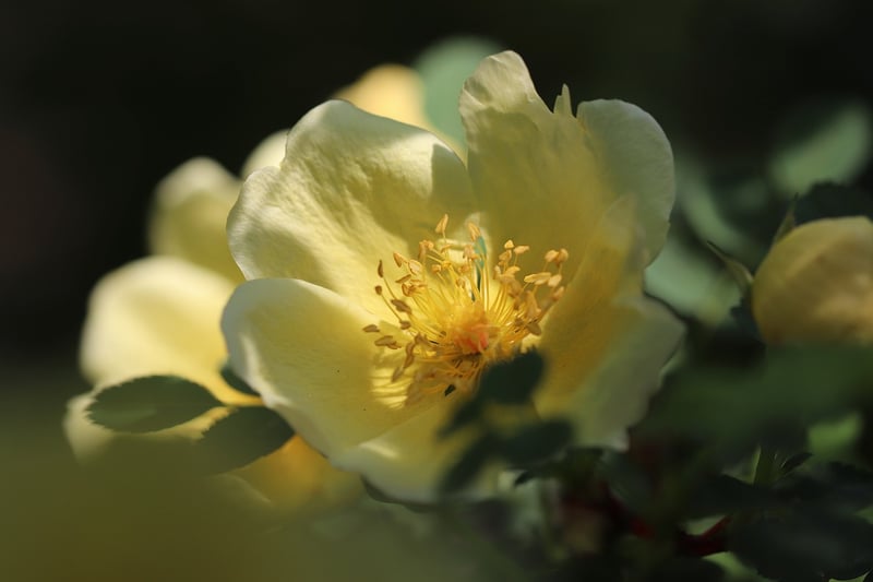 Enchanted Garden